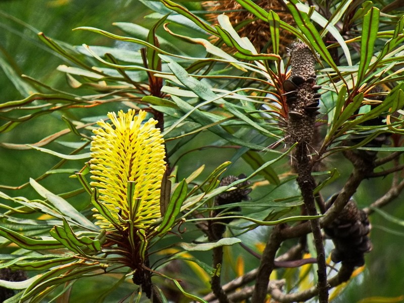 Yellow Banksia